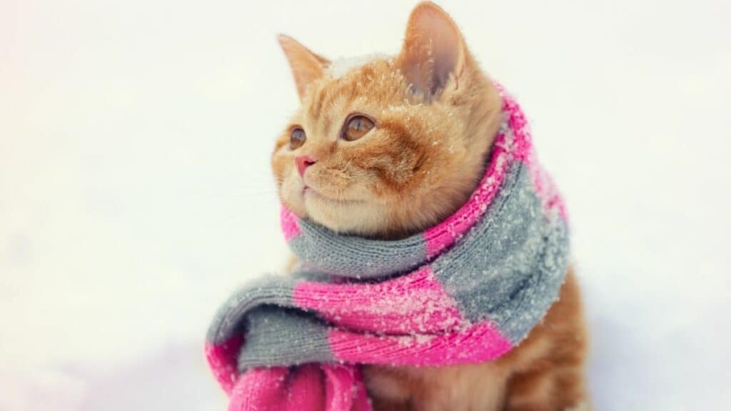 Tacheles-Diez – Inspirationen für Zuhause, Garten, Genuss und Leben das geheimnis der tierärzte über die wahre erträgliche temperatur für katzen wird erstmals enthüllt heute