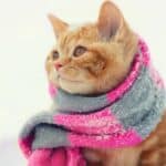 das geheimnis der tierärzte über die wahre erträgliche temperatur für katzen wird erstmals enthüllt heute