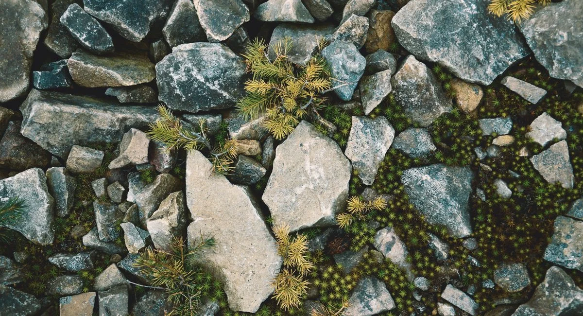 Illustration, gartengestaltung mit steinen und gräsern modern